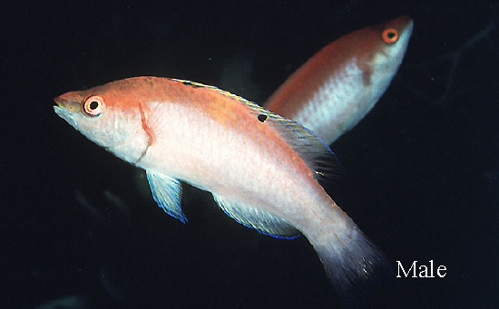  Cirrhilabrus walindi (Walindi Fairy Wrasse)